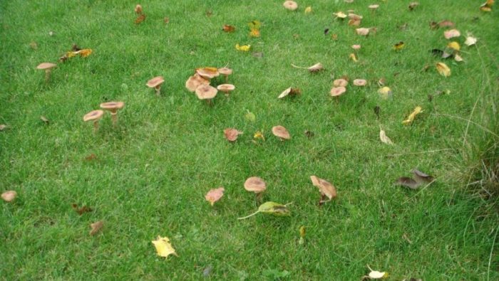 Гъби на тревата