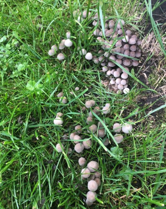 Гъби в тревата