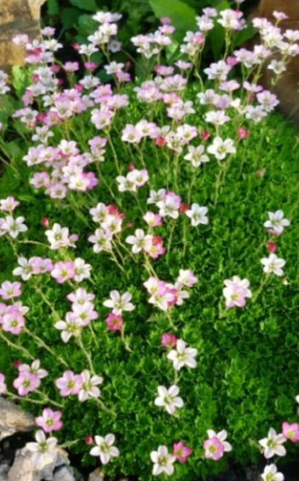 Килим от флорален камък Saxifraga