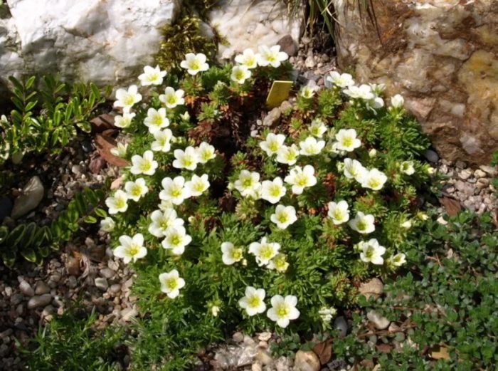 Saxifraga сорт Weisser Zwerg