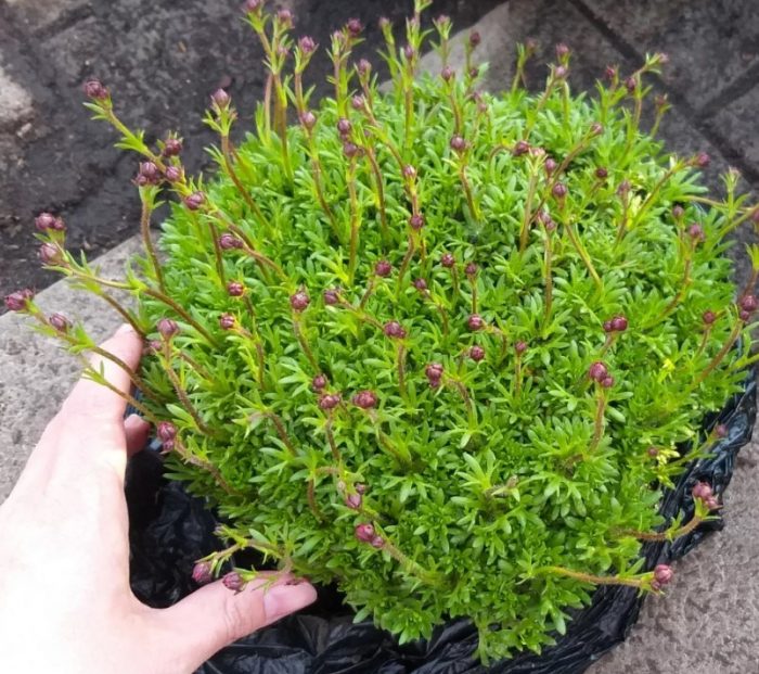 Χλοοτάπητας Saxifraga