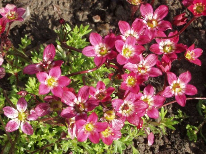 Лилав килимен каменолом