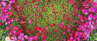 Саксифрага в цветна градина