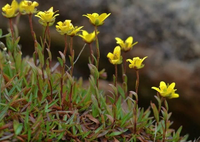 Σαξίφραγκο του βάλτου