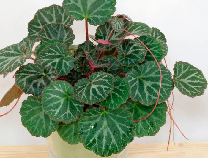 Σαξίφρεζο εσωτερικού χώρου