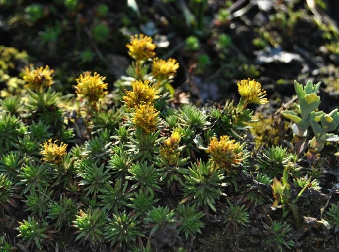 Σαξίφραγκο με φύλλα άρκευθου