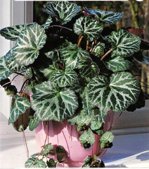 Саксифрага саксифрага