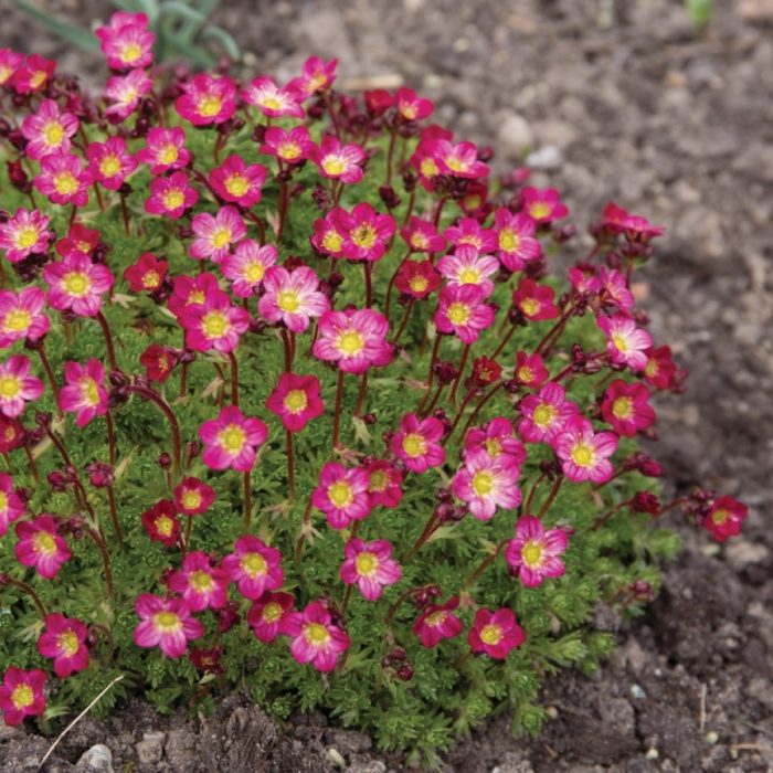 Ποικιλία Saxifraga Purple Mantle
