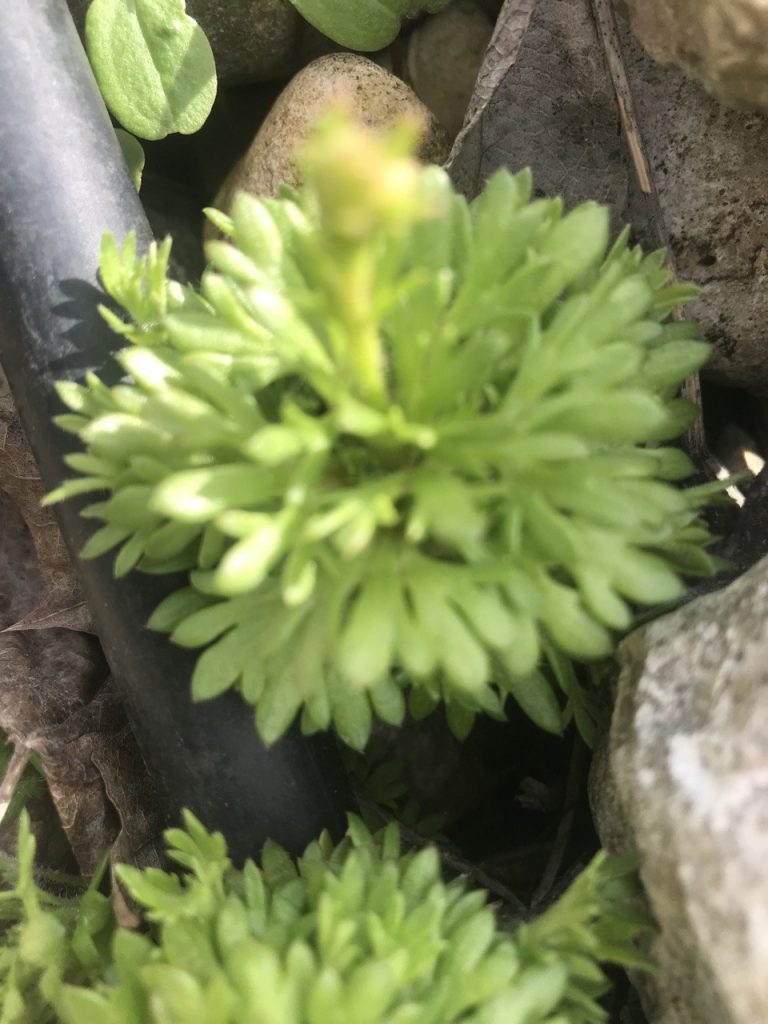 Розетка от камнеломка