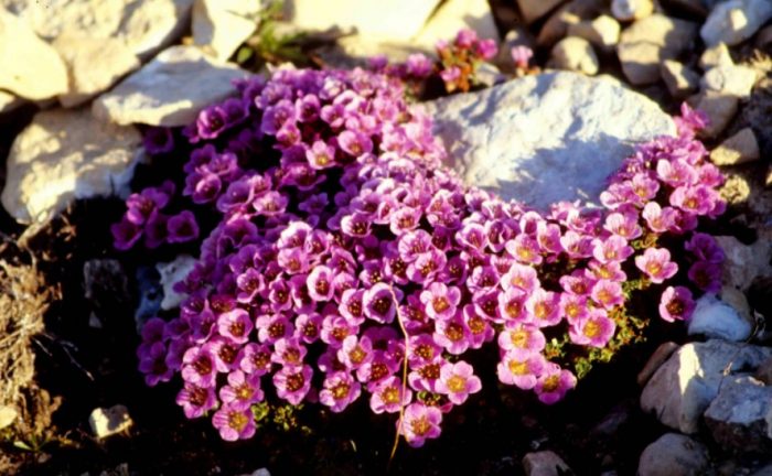 Σαξίφρα με αντίθετα φύλλα