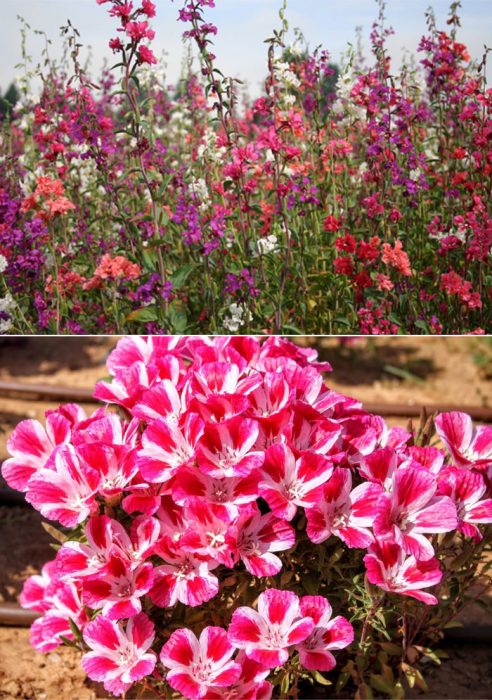 Кларкия и Годетия