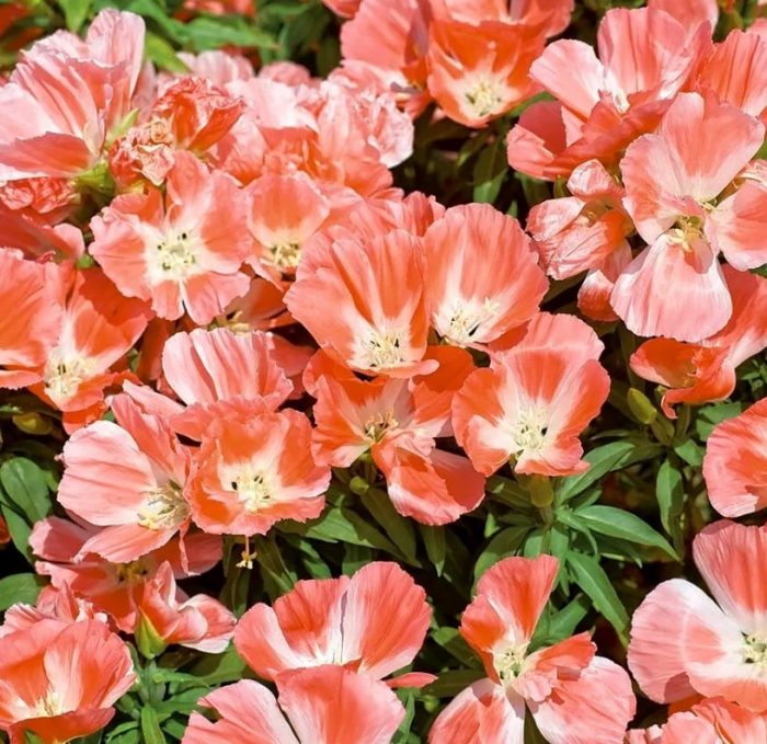 Ποικιλία Σολομού Τέλειας