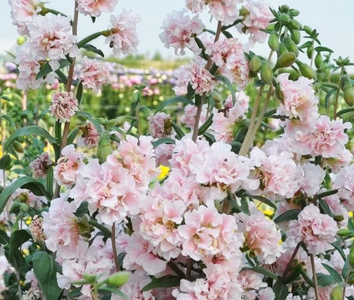 Κλαρκία Σακούρα