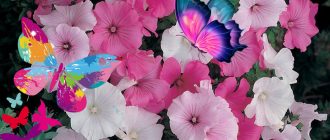 Лаватера и пеперуди