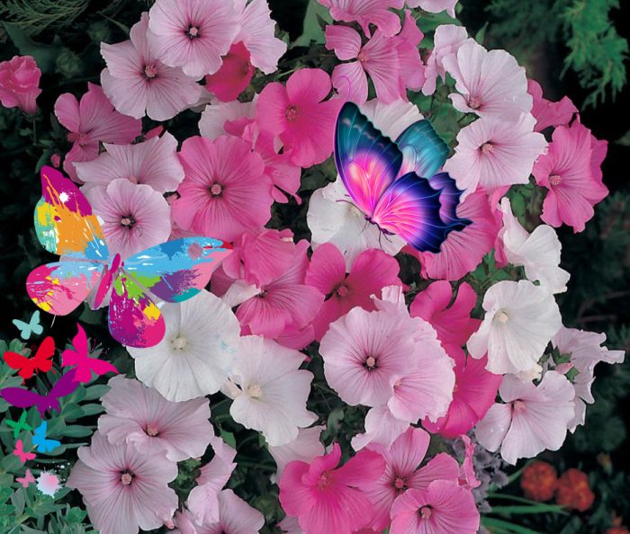 Λαβατέρα και πεταλούδες