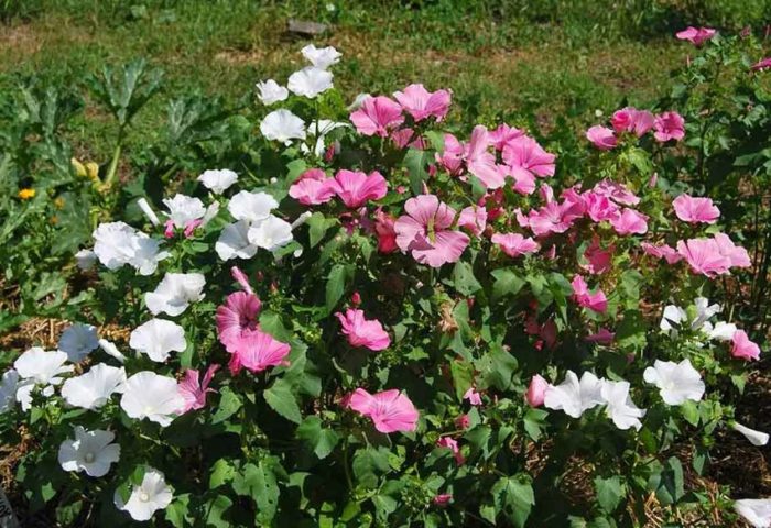 Λαβατέρα στο έδαφος