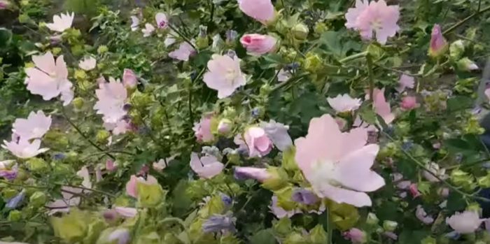 Λαβατέρα που ανθίζει