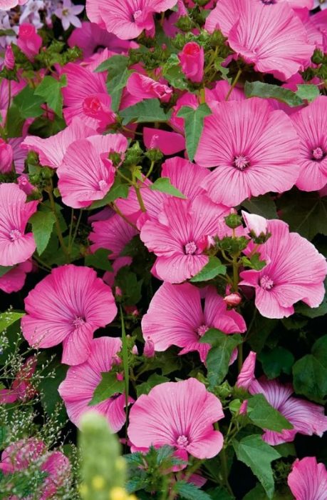 Λαβατέρα Λόβελαϊνς