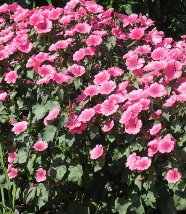 Ποικιλία Moonlight