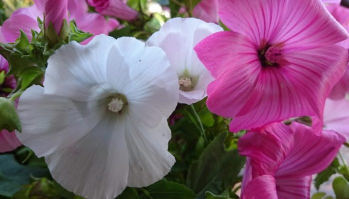 Ποικιλία μελανζέ