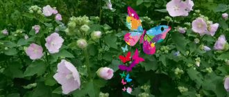 Лаватера многогодишна