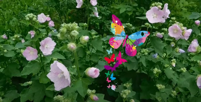 Πολυετής Λαβατέρα