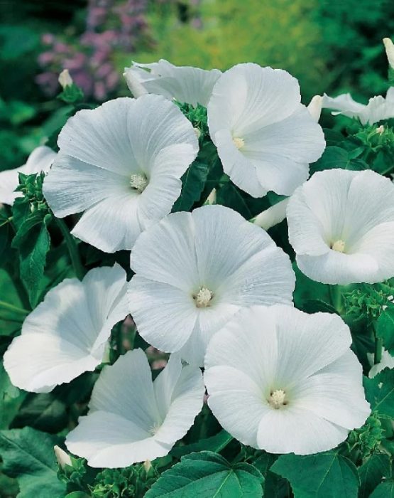 Ποικιλία Mont Blanc