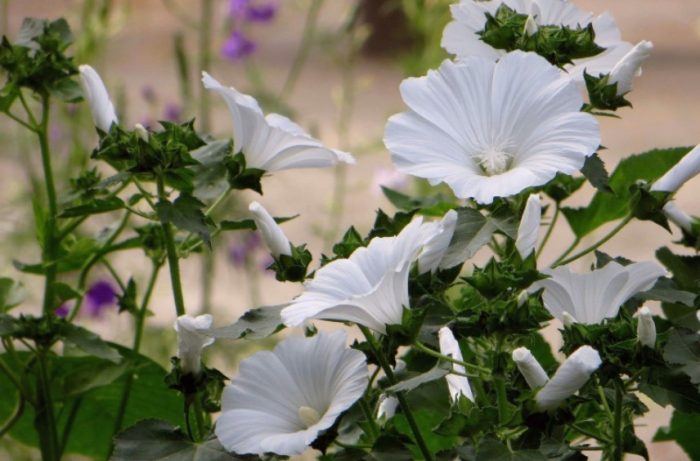 Ποικιλία νύφης