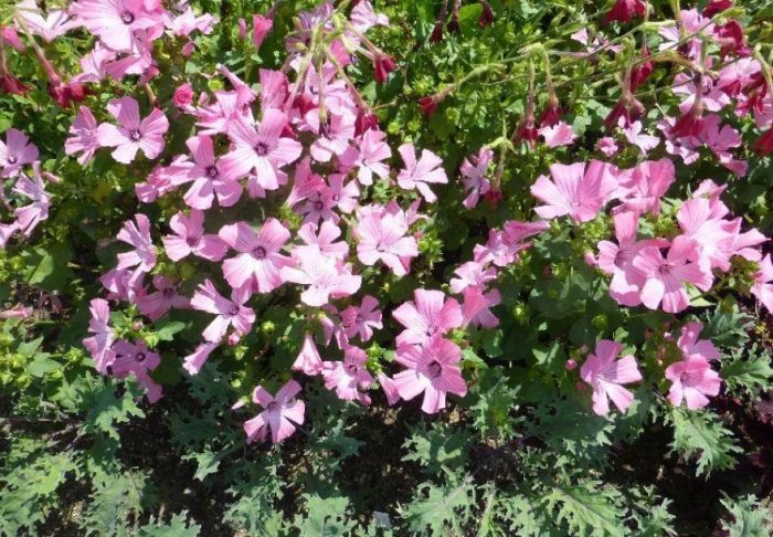 Ποικιλία Novella