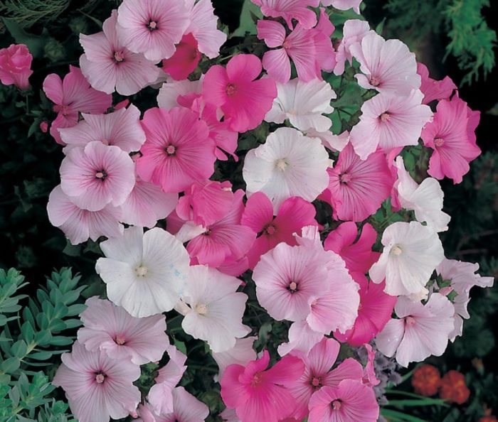 Παρέλαση Λαβατέρα