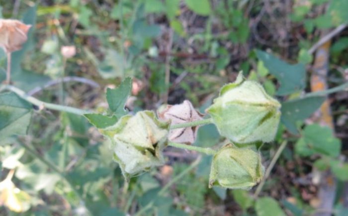 Φρούτα Lavatera