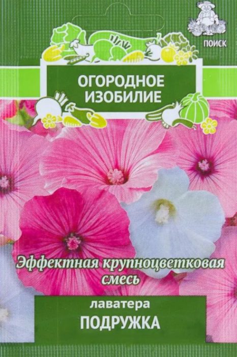 Ποικιλία Lavatera Podruzhka