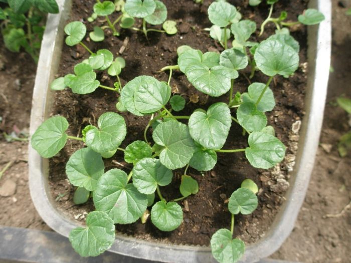 Σπορόφυτα Lavatera