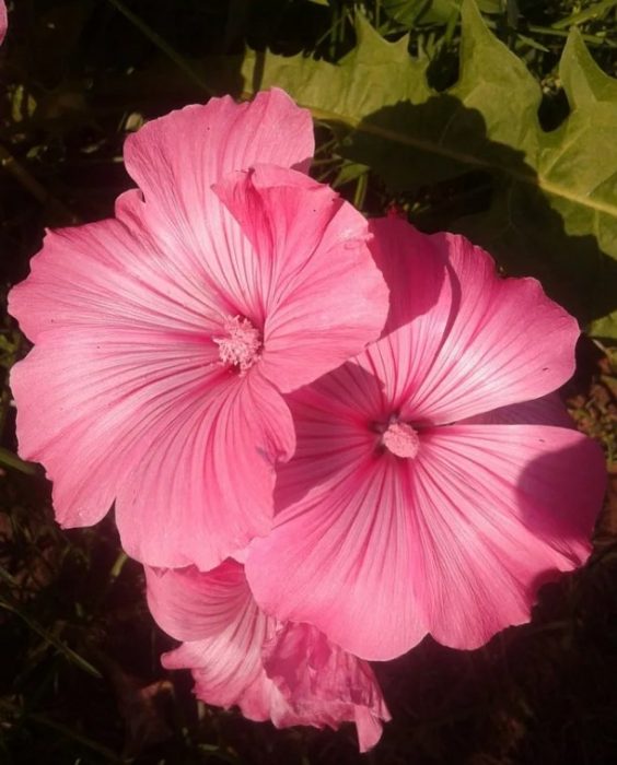 Η ποικιλία έχει πλούσιο ροζ χρώμα