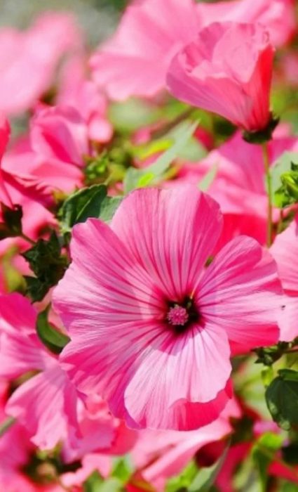 Ποικιλία Pink Magic