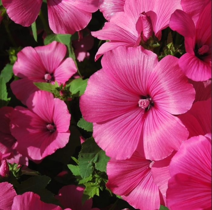 Ποικιλία Ruby Carpet