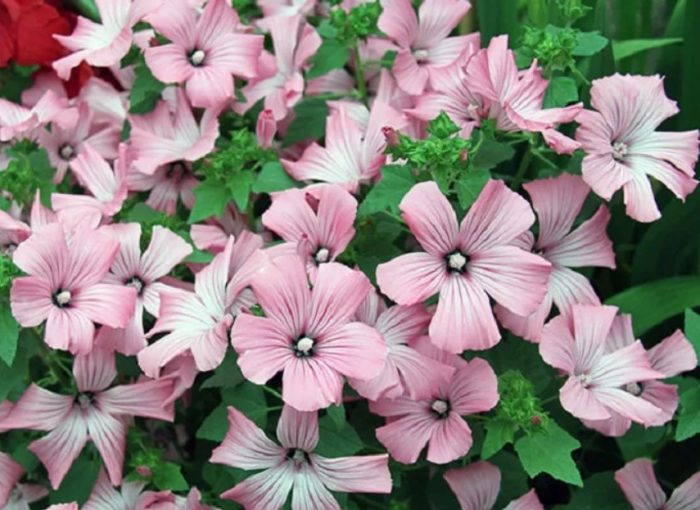 Ποικιλία Catcher