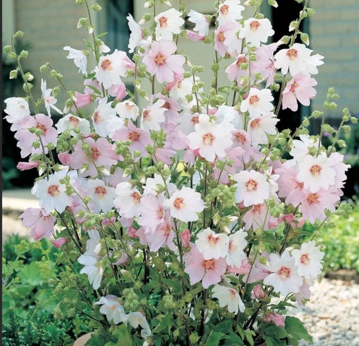 Ποικιλία Barnsley Baby