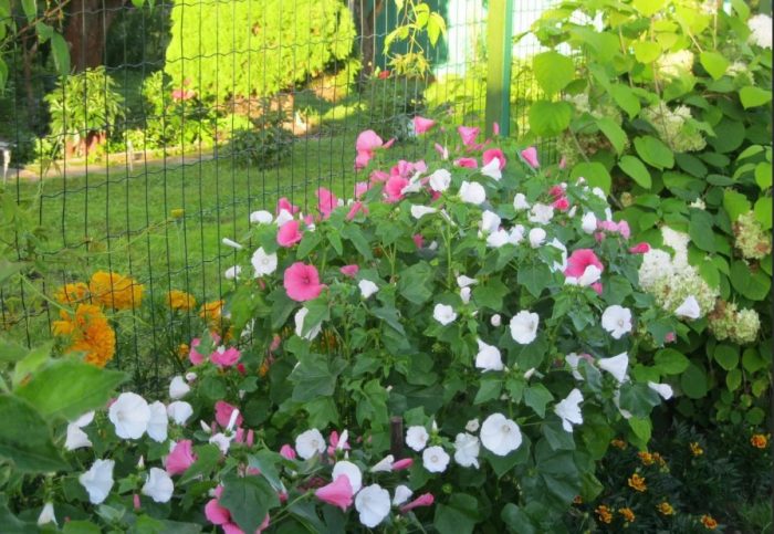 Λαβατέρα στον κήπο