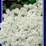 Сорт Тину Тим