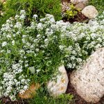 Лобулария Метел