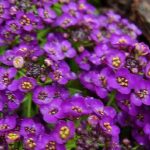 Сорт Виолет Конигин