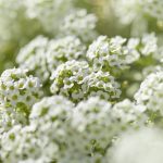 Сорт Уайз Райзън