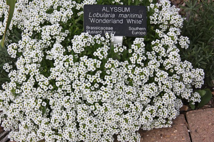 Лобулария (Wonderland White)