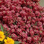 Разнообразие от сърдечни ноти