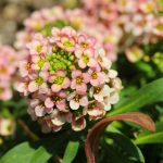 Нов сорт кайсия