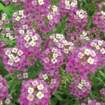 Сорт Роузи О'Дей