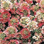 Лобулария сьомга