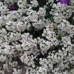 Снежен килим от лобулария