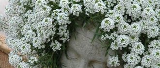 Снежнобяла лобулария